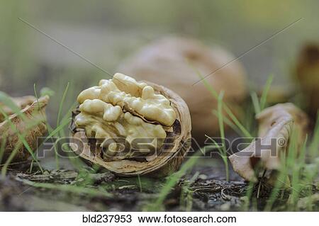 Stock Image - Walnut on ground. Fotosearch