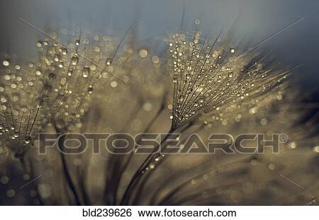 Stock Photograph - Water droplets on plant. Fotosearch