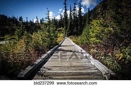 Wooden boardwalk in forest View Large Photo Image Stock Photo - Wooden boardwalk in forest. Fotosearch