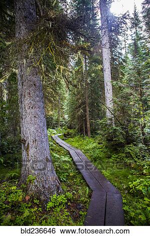 Wooden boardwalk in forest View Large Photo Image Stock Photograph - Wooden boardwalk in forest. Fotosearch