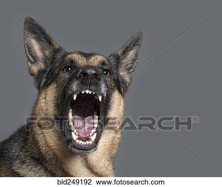 激い 犬 歯をむき出す ストックイメージ Bld Fotosearch