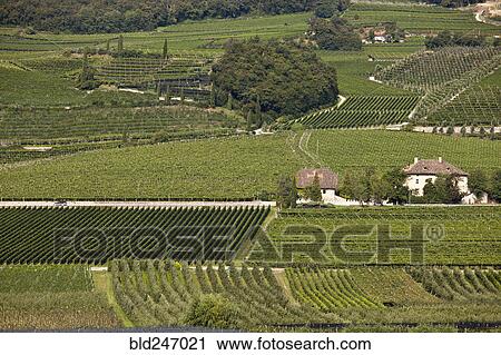 Aerial view of wine country View Large Photo Image Stock Image - Aerial view of wine country. Fotosearch