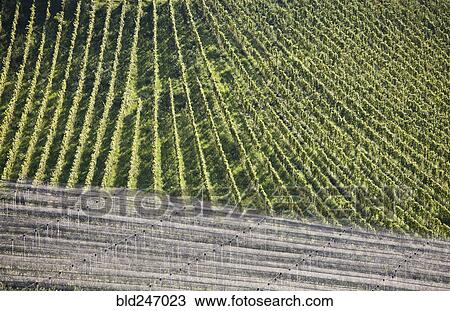 Aerial view of wine country View Large Photo Image Stock Image - Aerial view of wine country. Fotosearch