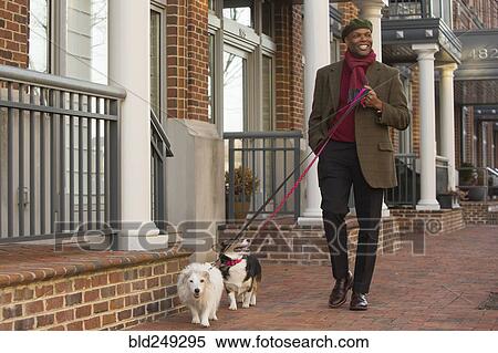 African American man walking dogs on city sidewalk View Large Photo Image Stock Photography - African American man walking dogs on city sidewalk. Fotosearch