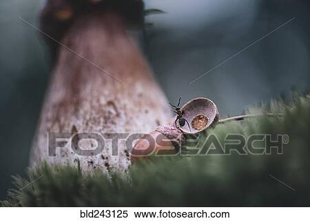 Ant climbing on acorn cap View Large Photo Image Stock Photography - Ant climbing on acorn cap. Fotosearch