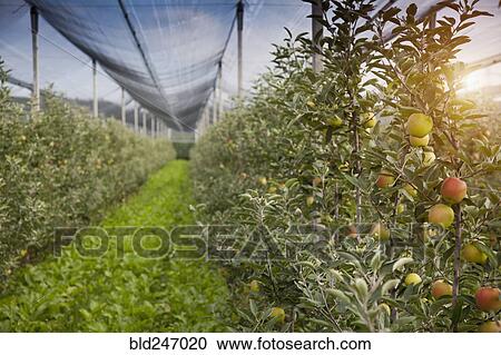 Stock Image - Apples growing on trees. Fotosearch