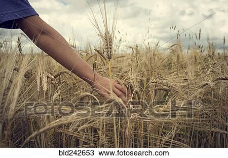 Stock Image - Arm of Caucasian boy in field of wheat. Fotosearch