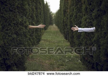 Arms of man and woman reaching from hedges View Large Photo Image Picture - Arms of man and woman reaching from hedges. Fotosearch