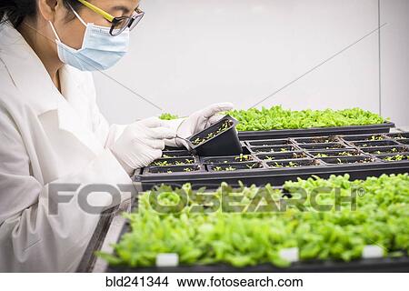 Asian scientist examining plants in laboratory View Large Photo Image Picture - Asian scientist examining plants in laboratory. Fotosearch