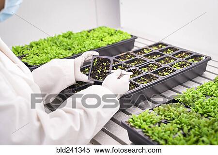 Stock Photography - Asian scientist examining plants in laboratory. Fotosearch