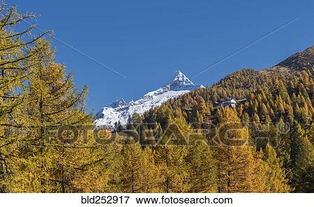 Autumn trees near snow covered mountains View Large Photo Image Stock Photo - Autumn trees near snow covered mountains. Fotosearch