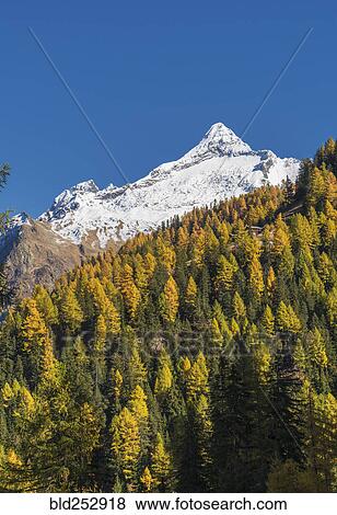 Stock Photo - Autumn trees near snow covered mountains. Fotosearch