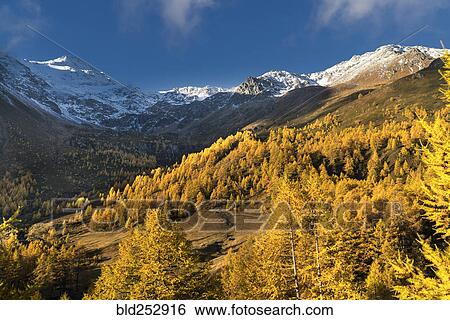 Autumn trees near snow covered mountains View Large Photo Image Stock Photograph - Autumn trees near snow covered mountains. Fotosearch