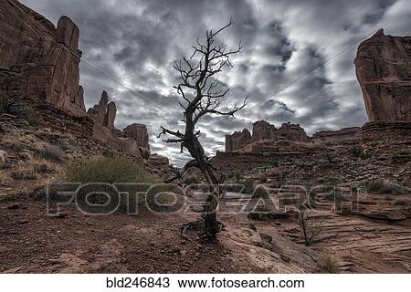 Stock Image - Barren tree in desert under clouds. Fotosearch