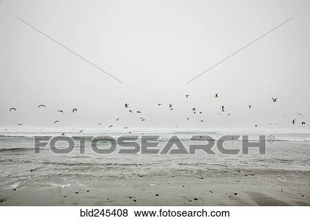 Birds flying on ocean beach View Large Photo Image Stock Photo - Birds flying on ocean beach. Fotosearch