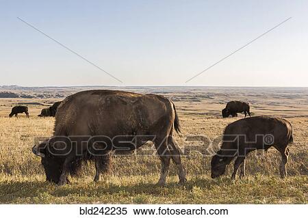 Bison grazing in grassy remote field, Badlands National Park, South Dakota, United States View Large Photo Image Stock Photography - Bison grazing in grassy remote field, Badlands National Park, South Dakota, United States. Fotosearch
