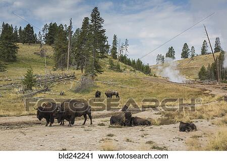 Stock Image - Bison in field near geyser, Yellowstone National Park, Wyoming, United States. Fotosearch