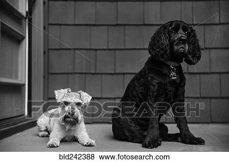 Stock Photo - Black and white dogs. Fotosearch