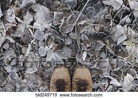 Stock Photo - Boots standing on leaves covered with frost. Fotosearch