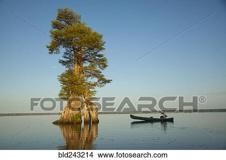 Picture - Boy in canoe near tree in river. Fotosearch