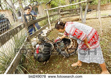 Stock Photo - Boys watching woman petting turkeys. Fotosearch