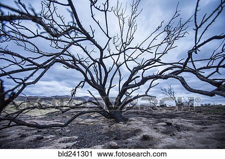 Stock Image - Branches of barren tree in landscape. Fotosearch