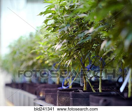 Stock Image - Cannabis plants growing in greenhouse. Fotosearch