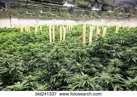 Stock Photo - Cannabis plants growing in greenhouse. Fotosearch