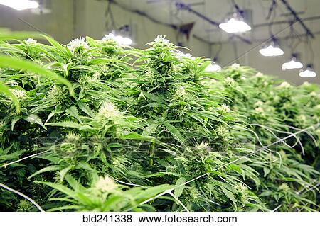Stock Photo - Cannabis plants growing in greenhouse. Fotosearch
