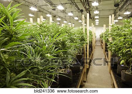 Cannabis plants growing in greenhouse View Large Photo Image Stock Photograph - Cannabis plants growing in greenhouse. Fotosearch