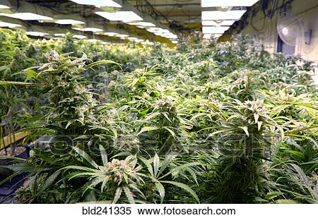 Stock Photography - Cannabis plants growing in greenhouse. Fotosearch
