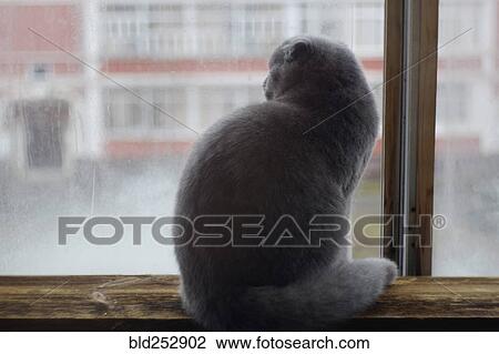 Cat sitting on windowsill View Large Photo Image Stock Image - Cat sitting on windowsill. Fotosearch