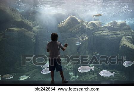 Picture - Caucasian boy leaning on aquarium tank watching swimming fish. Fotosearch