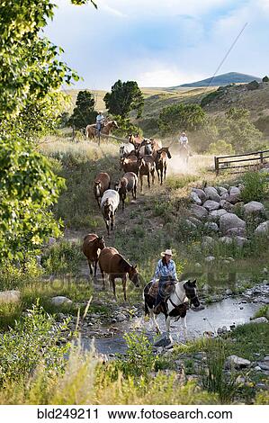 Stock Image - Caucasian cowboys and cowgirl herding horses across creek. Fotosearch
