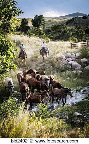Stock Image - Caucasian cowboys herding horses across creek. Fotosearch