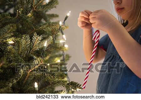 Caucasian girl hanging candy cane on Christmas tree View Large Photo Image Stock Image - Caucasian girl hanging candy cane on Christmas tree. Fotosearch