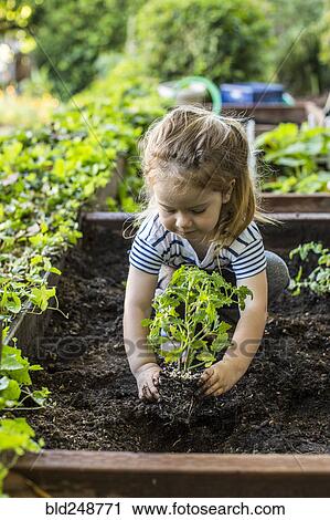 Stock Image - Caucasian girl planting in garden. Fotosearch