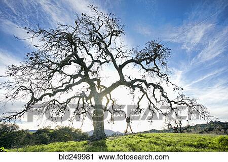 Stock Image - Caucasian man jumping for joy in field near tree. Fotosearch