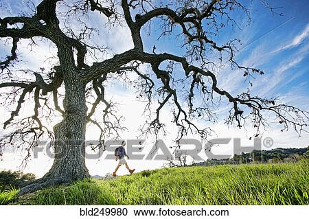 Stock Image - Caucasian man walking in field near tree. Fotosearch