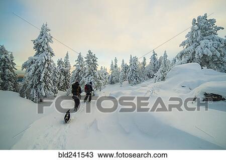 Caucasian men hiking in snowy forest with dog View Large Photo Image Stock Image - Caucasian men hiking in snowy forest with dog. Fotosearch