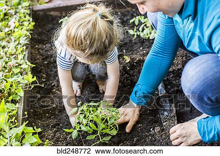 Caucasian mother teaching gardening to daughter View Large Photo Image Stock Image - Caucasian mother teaching gardening to daughter. Fotosearch