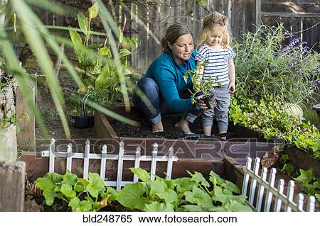 Caucasian mother teaching gardening to daughter View Large Photo Image Stock Photography - Caucasian mother teaching gardening to daughter. Fotosearch