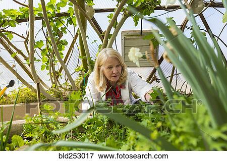 Stock Photo - Caucasian scientist using digital tablet in greenhouse. Fotosearch