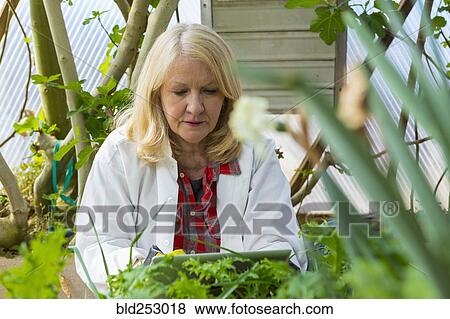 Stock Photo - Caucasian scientist using digital tablet in greenhouse. Fotosearch