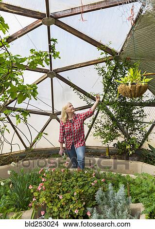 Picture - Caucasian woman examining plant in greenhouse. Fotosearch