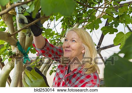 Picture - Caucasian woman gardening in greenhouse. Fotosearch