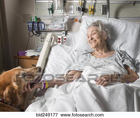 Caucasian woman in hospital petting therapy dog View Large Photo Image Stock Photo - Caucasian woman in hospital petting therapy dog. Fotosearch