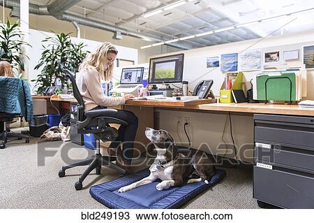 Caucasian woman in office with dog View Large Photo Image Stock Image - Caucasian woman in office with dog. Fotosearch