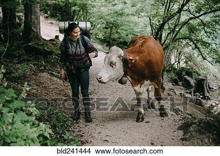 Caucasian woman on forest path with bull View Large Photo Image Picture - Caucasian woman on forest path with bull. Fotosearch