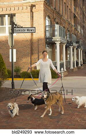Caucasian woman walking dogs in city View Large Photo Image Stock Image - Caucasian woman walking dogs in city. Fotosearch